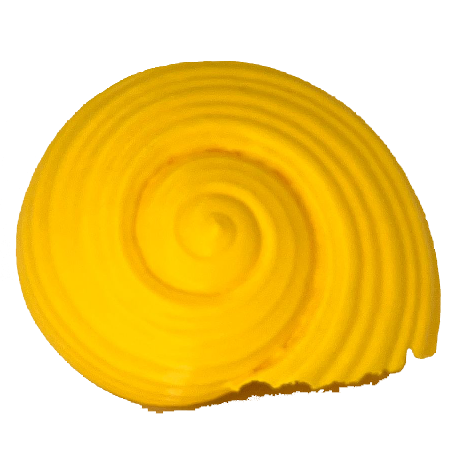 Maltese Sea Snail Sculpture – Real Scan Replica (Decor Piece)