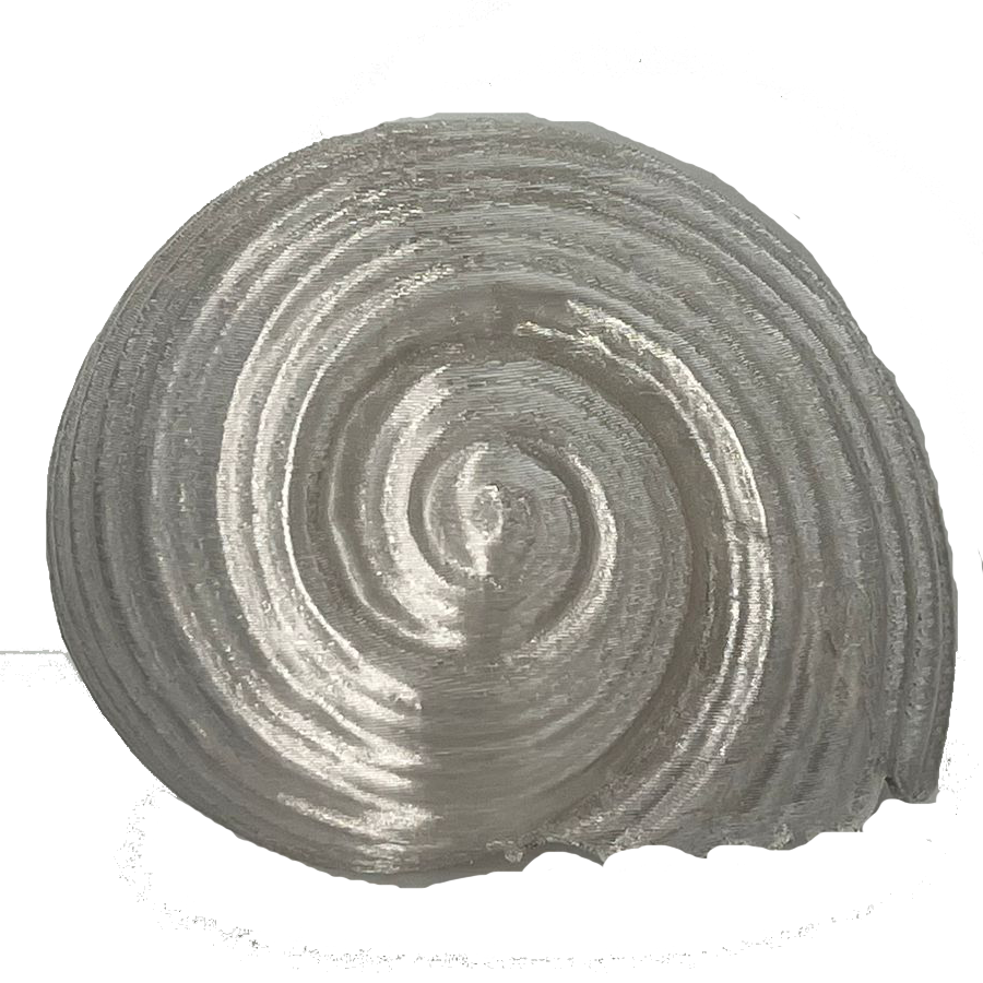 Maltese Sea Snail Sculpture – Real Scan Replica (Decor Piece)