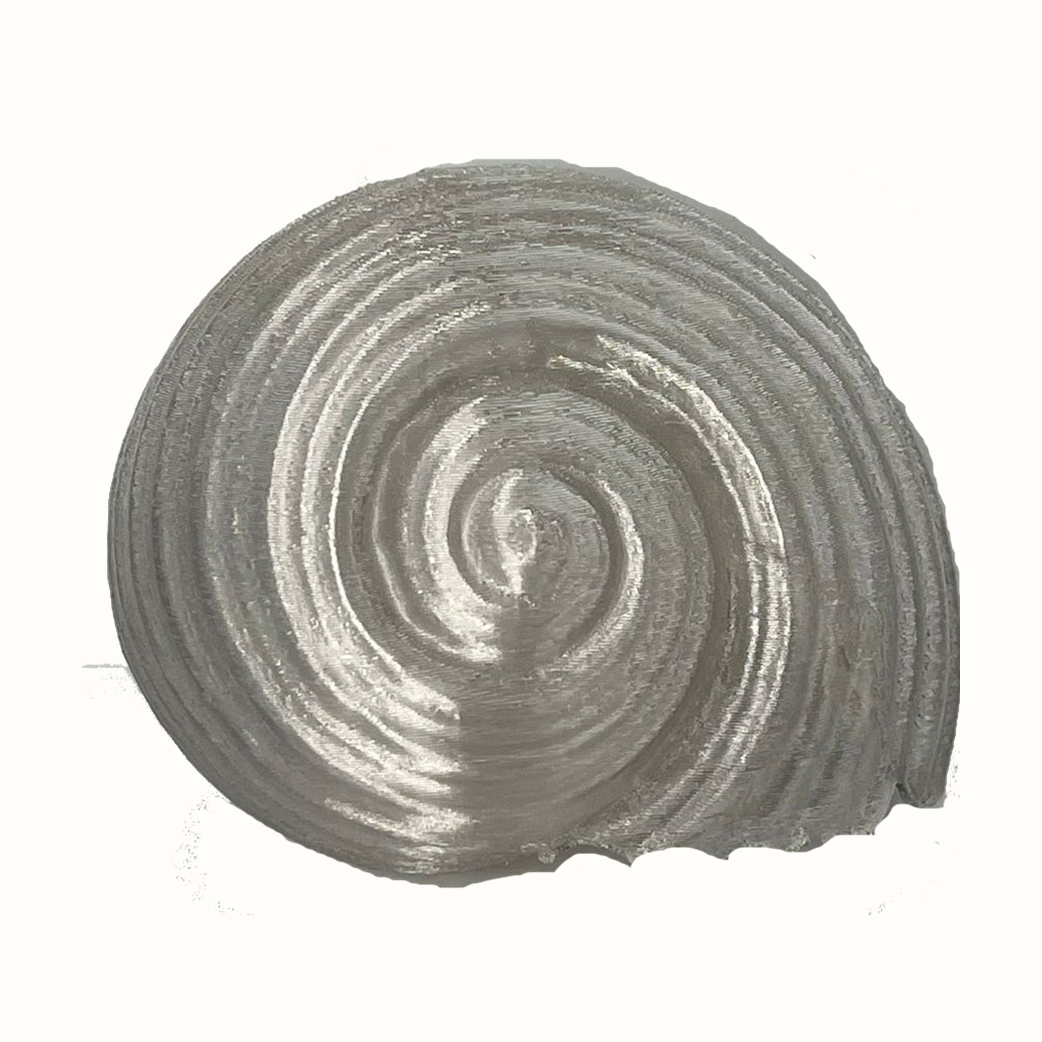 Maltese Sea Snail Sculpture – Real Scan Replica (Decor Piece)